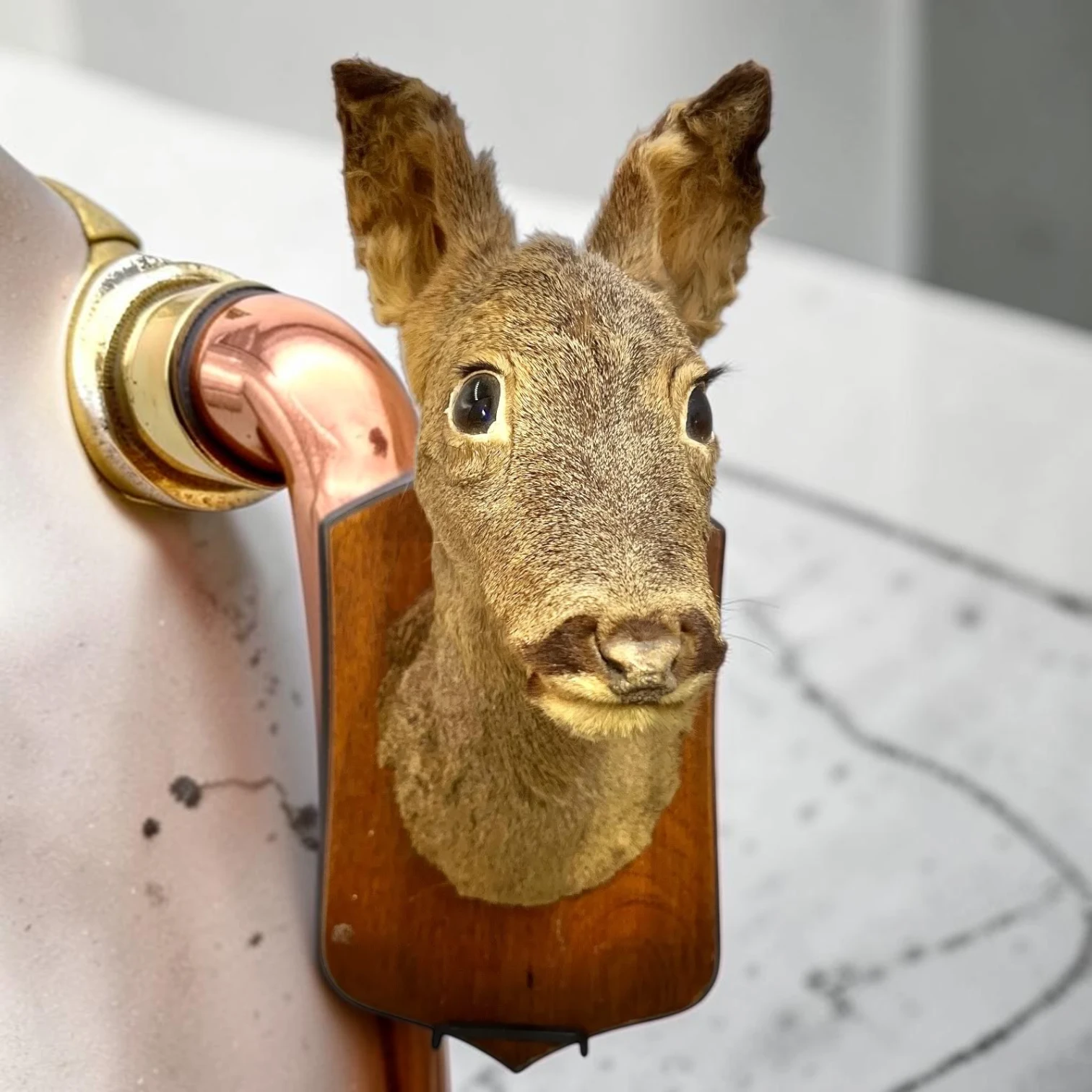 genuine Vintage French Roe Deer Taxidermy Mount On Rustic Wooden Plaque - Image 3