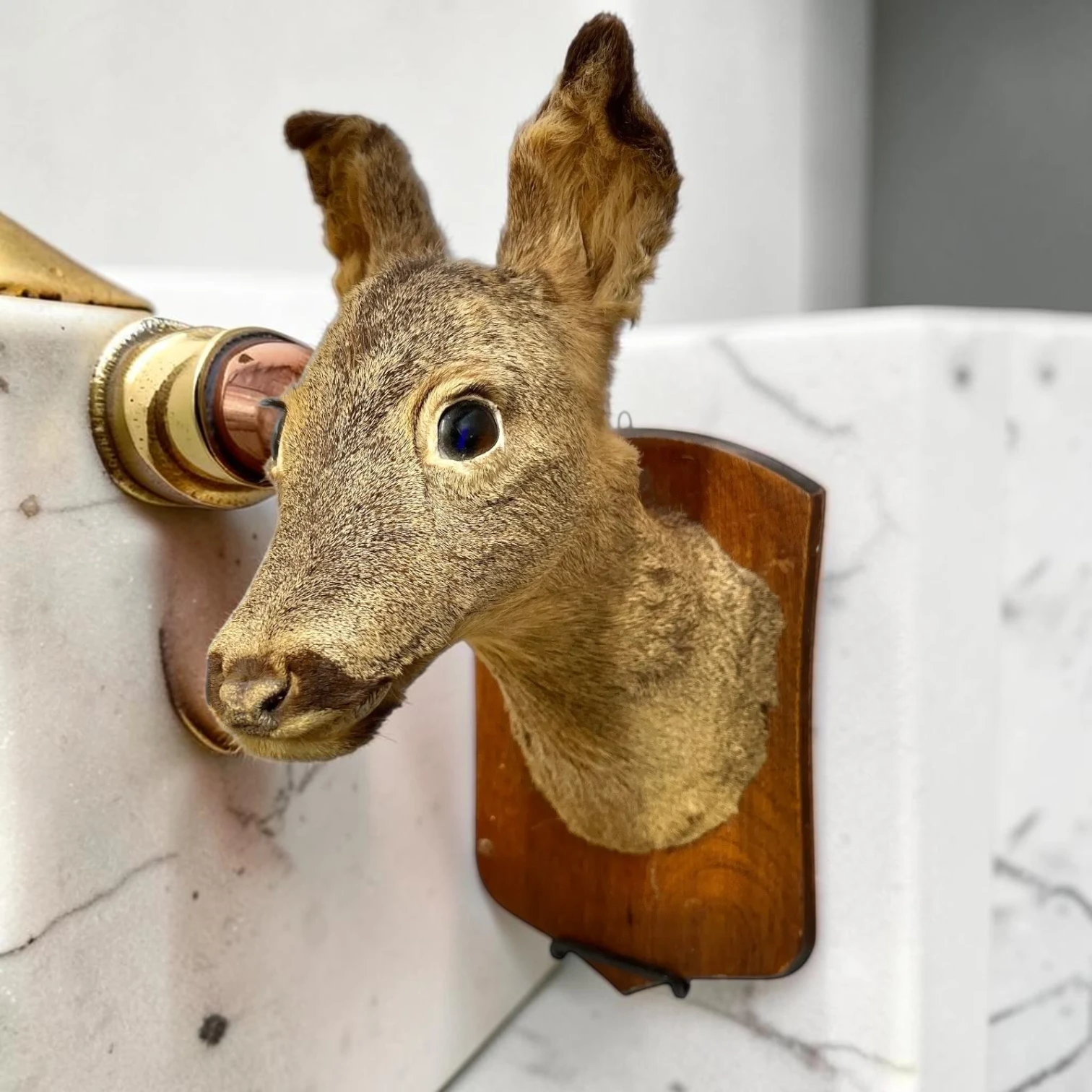 genuine Vintage French Roe Deer Taxidermy Mount On Rustic Wooden Plaque - Image 4