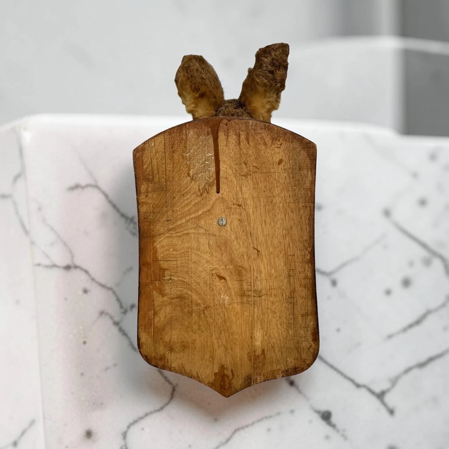 genuine Vintage French Roe Deer Taxidermy Mount On Rustic Wooden Plaque - Image 5